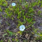 Ipomoea imperati Flower