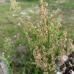 Rumex acetosaFlower