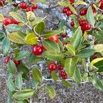 Ilex vomitoria Плод