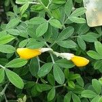 Genista canariensis Цветок