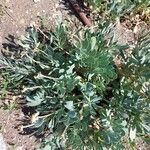 Hertia cheirifolia List