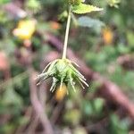 Pavonia sepium Fruit