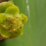 Euphorbia ingens Квітка