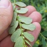 Phyllanthus leucanthus Folio
