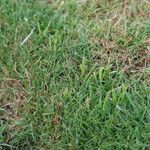 Zoysia matrella পাতা