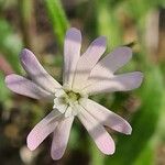 Silene noctiflora花