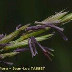 Elymus repens Flower