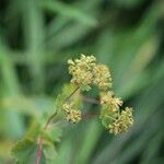 Alchemilla glabra Λουλούδι