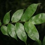 Crudia bracteata Leaf