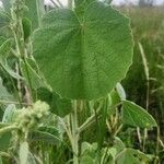 Abutilon pannosum Liść