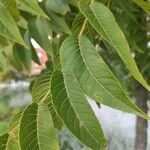 Juglans nigra Likasa