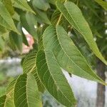 Juglans nigra पत्ता