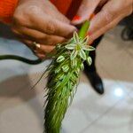 Albuca bracteata Lorea