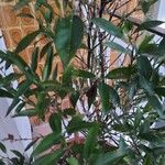 Citrus × aurantium Blatt