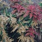 Pieris formosa Libunga