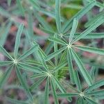 Lupinus angustifolius पत्ता