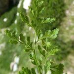 Cryptogramma crispa Leaf