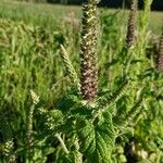 Teucrium hircanicum Flower