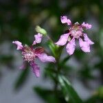 Cuphea utriculosa Blomma