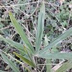 Trachycarpus fortunei Leaf