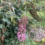 Buddleja japonicaFlor