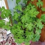 Pelargonium citronellum Blad