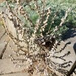 Artemisia frigida Blüte