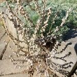 Artemisia frigida Flower