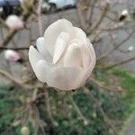 Magnolia denudata Floare