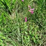 Gladiolus italicus Hábito