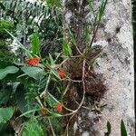 Scaphyglottis imbricata Hábito