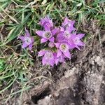 Gentianella austriaca Flower