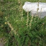 Artemisia atrata Habit