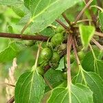 Rhamnus cathartica Фрукт