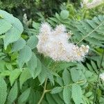 Sorbaria kirilowii Flower