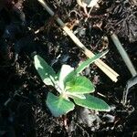 Atriplex glabriuscula Folha