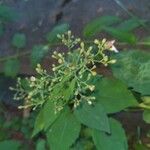 Collinsonia canadensis Hoja