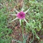 Tragopogon porrifolius Blodyn
