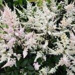 Astilbe japonicaBlüte