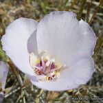Calochortus palmeri Flor