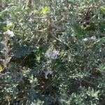 Teucrium brevifolium Květ