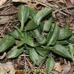 Goodyera repens Облик