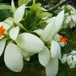Mussaenda philippica Květ
