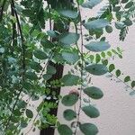 Phyllanthus niruri 葉