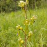 Listera ovata (L.) R. Br.Flower