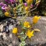 Hypericum linariifolium Flower