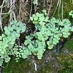 Adiantum capillus-veneris Hábitos