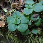 Chrysosplenium oppositifolium Folha