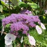 Hydrangea sargentianaFlower