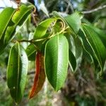 Agarista salicifolia Leaf